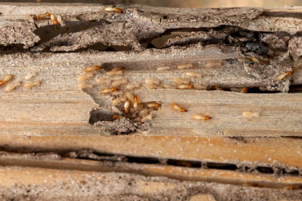 Wildlife Control Services in Shrewsbury, MO